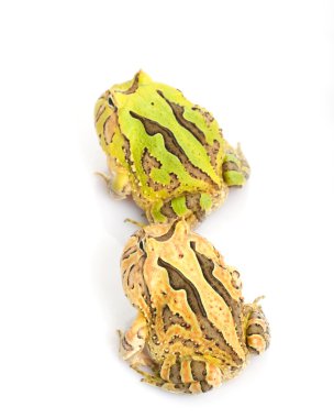 yeşil ve turuncu fantezi boynuzlu kurbağa