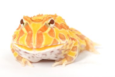 Albino boynuzlu kurbağa