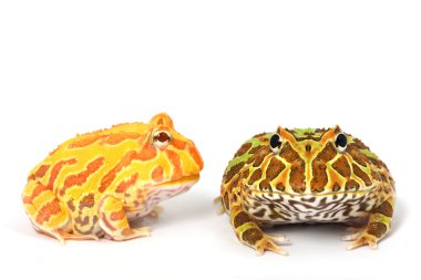 boynuzlu kurbağa düzenli ve albino