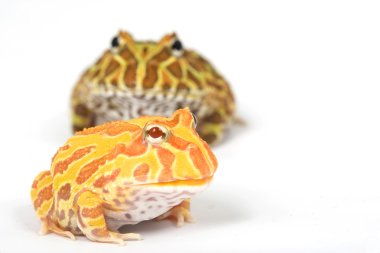 boynuzlu kurbağa düzenli ve albino