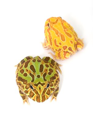 boynuzlu kurbağa düzenli ve albino