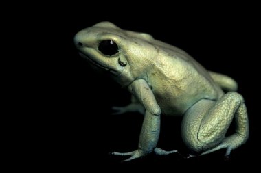 Nane terribilis ok kurbağası