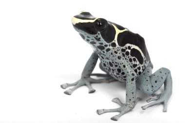 toz mavi boya zehirli ok kurbağası