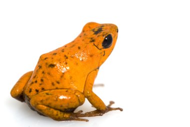 çilek zehirli ok kurbağası