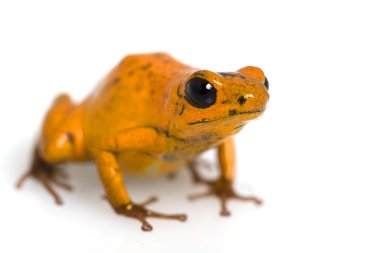 çilek zehirli ok kurbağası