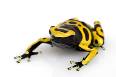 Sarı bantlı zehirli ok kurbağası