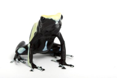 yellowback boyama zehirli ok kurbağası