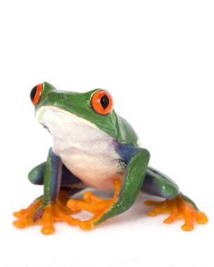 Kırmızı gözlü ağaç kurbağası.