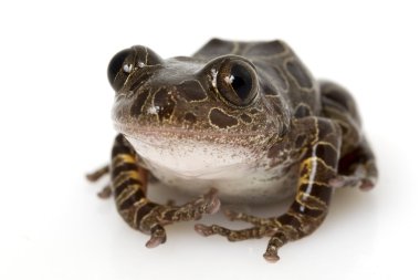 Kaplan bacak maymun ağaç kurbağası