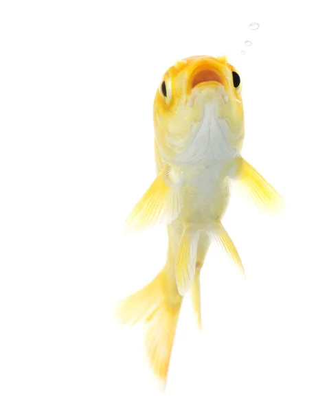 Goldener Koi-Fisch — Stockfoto