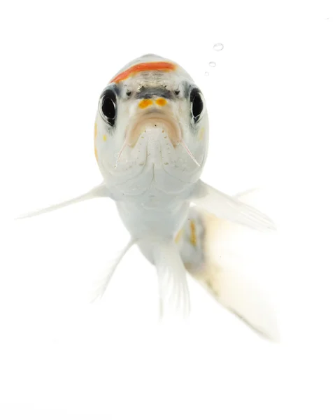 Silberkoifisch — Stockfoto