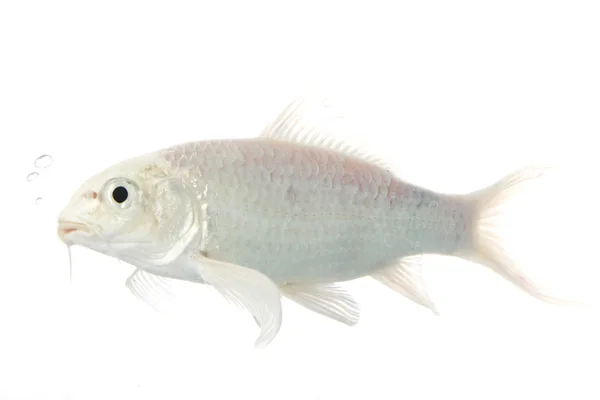 Weißer Koi-Fisch — Stockfoto