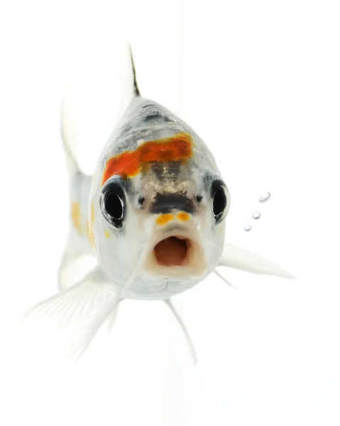 银锦鲤鱼 — 图库照片