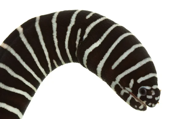Zebramuränen — Stockfoto