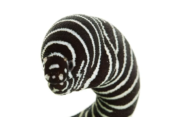 Zebra Moray Eel — Stock Photo, Image