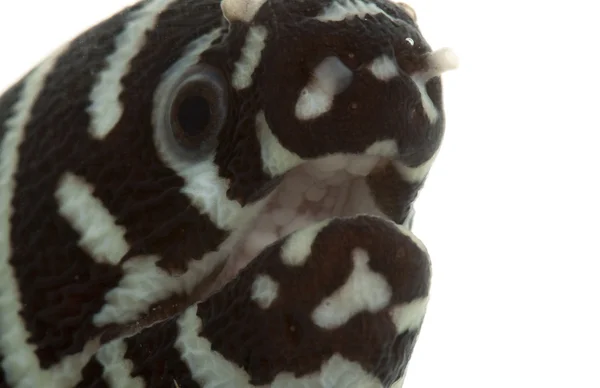 Enguia de Zebra Moray — Fotografia de Stock