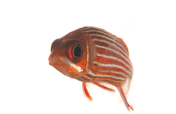 Big-eyed Soldierfish — Stock fotografie