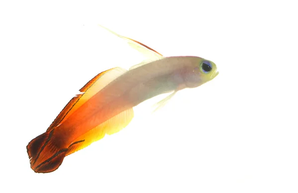 Pesce fuoco — Foto Stock