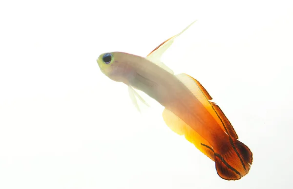 Firefish — Stock Photo, Image
