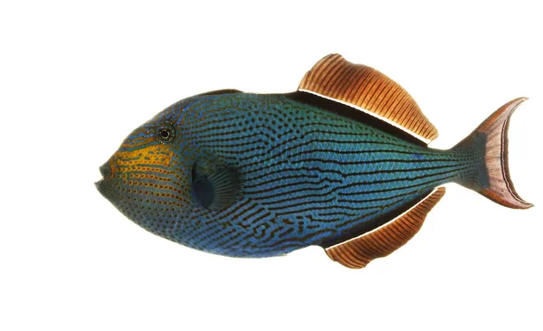 Hawaiian Black Triggerfish — Stock Photo, Image