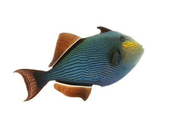 Hawaiian siyah triggerfish — Stok fotoğraf