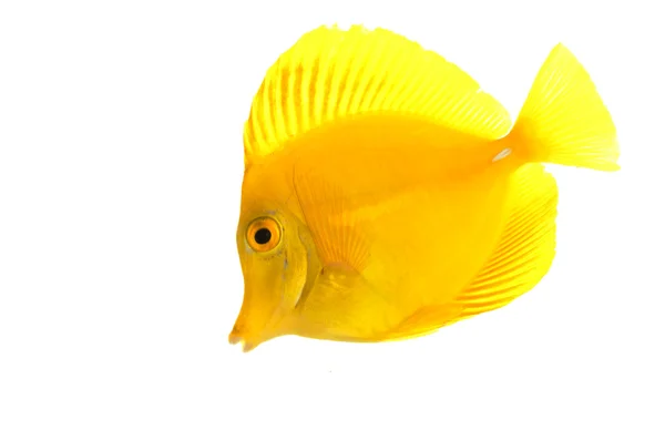 옐로우 탱 물고기 — 스톡 사진