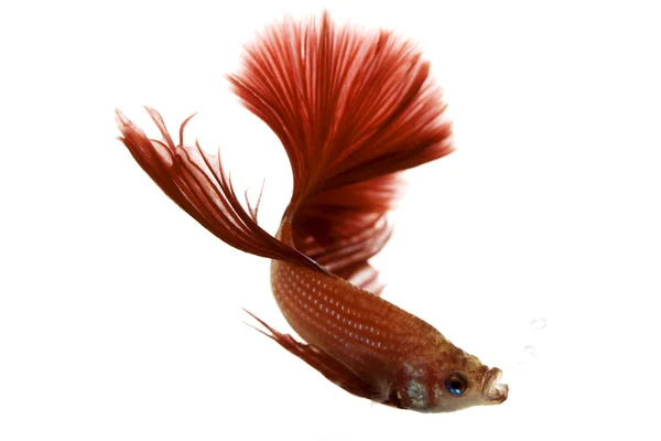 红色暹罗斗鱼 — 图库照片