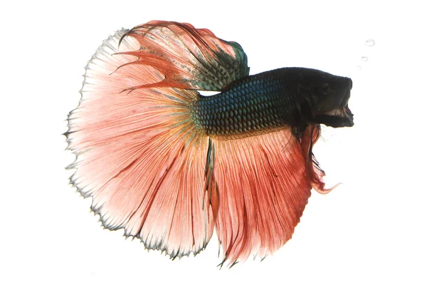 Red and Blue Siamese fighting fish — Stock Photo, Image