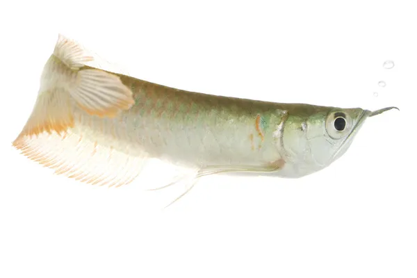 Silver Arowana — Stock Photo, Image