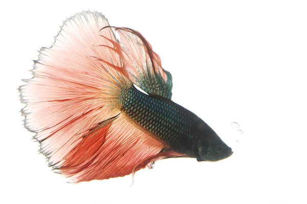 Red and Blue Siamese fighting fish — Stock Photo, Image
