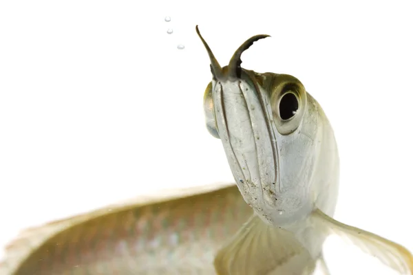 Silver Arowana — Stock Photo, Image