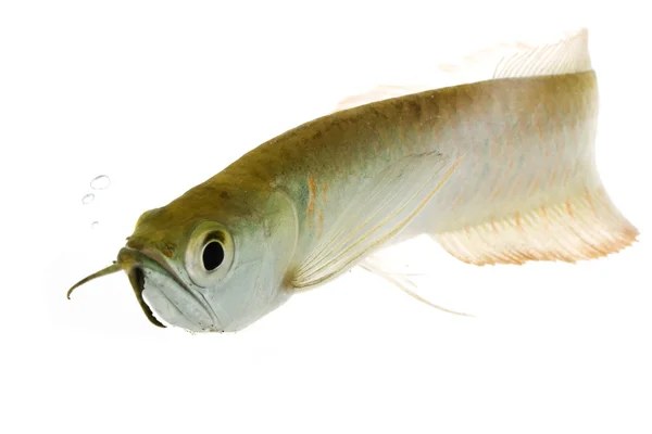 Silver Arowana — Stock Photo, Image