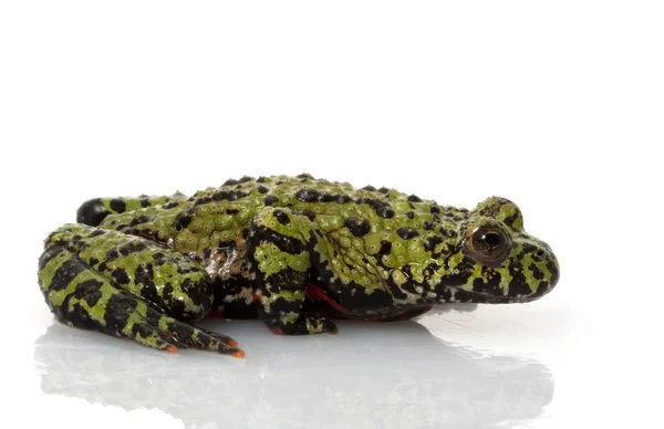Yeşil ateş karınlı kurbağa — Stok fotoğraf