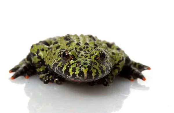 Sapo de barriga de fogo verde — Fotografia de Stock