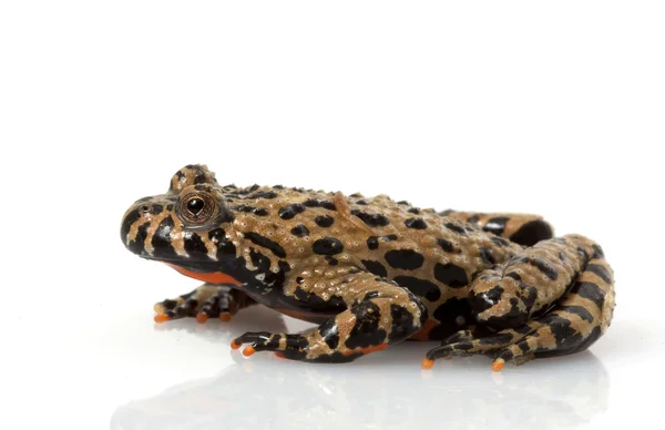 Коричневая огнебрюхая жаба — стоковое фото