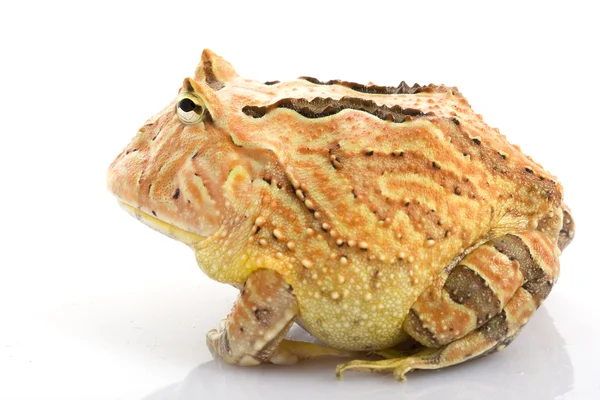 Laranja Fantasia Horned Frog — Fotografia de Stock