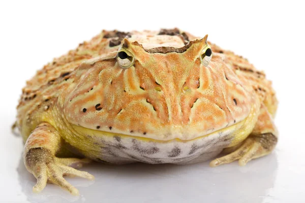 Orange Fantasy Horned Frog — Stock Photo, Image