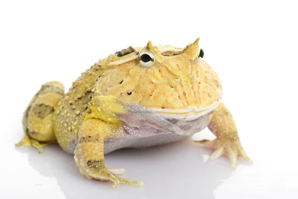 Amarelo Fantasia Horned Frog — Fotografia de Stock