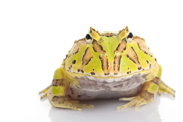 Green and Orange Fantasy Horned Frogs — Stock Photo, Image