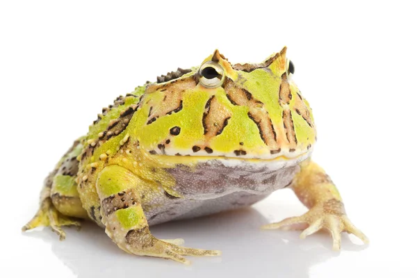 Green Fantasy Horned Frog — Stock Photo, Image