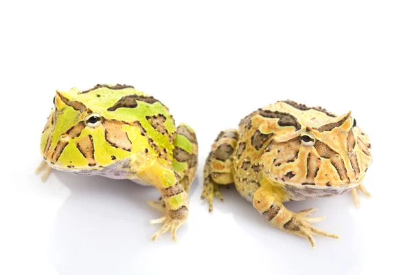 Green and Orange Fantasy Horned Frogs — Stock Photo, Image