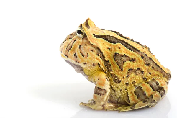 Laranja Fantasia Horned Frog — Fotografia de Stock