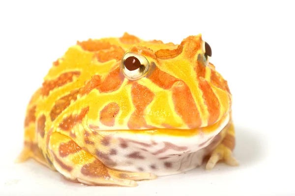 Albino żaba rogata — Zdjęcie stockowe