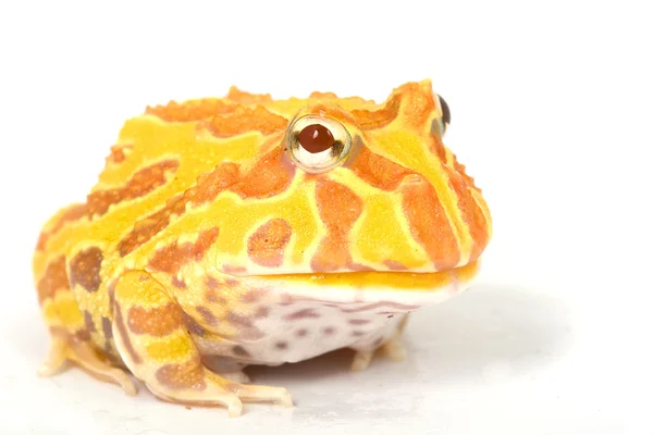 Albino Ceratophrys aurita — Stockfoto