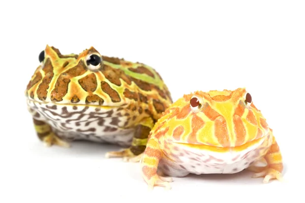 Regularne i albino horned żaby — Zdjęcie stockowe