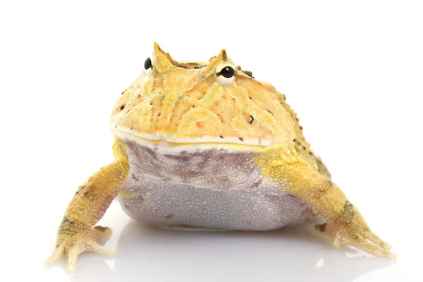 Amarelo Fantasia Horned Frog — Fotografia de Stock