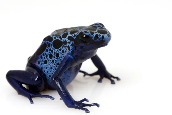 Sapo de seta de veneno azul (Dendrobates azureus ) — Fotografia de Stock