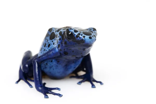 Sininen myrkkynuoli sammakko (Dendrobates azureus) ) — kuvapankkivalokuva