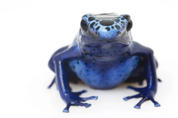 Blue Poison Arrow Frog (Dendrobates azureus) — Stock Photo, Image
