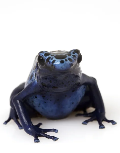 Blauer Pfeilgiftfrosch (dendrobates azureus)) — Stockfoto